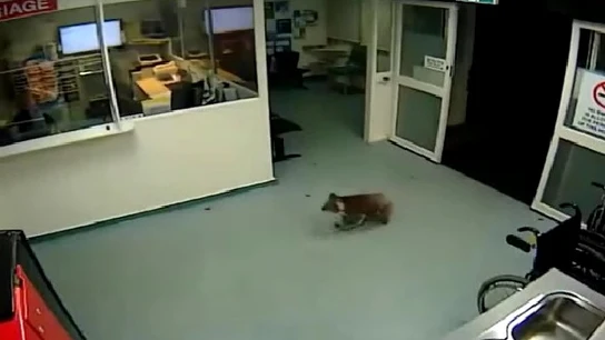 Un koala se cuela en las urgencias de un hospital Un koala se cuela en las urgencias de un hospital
