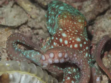Los pulpos tienen una particular forma de nadar y arrastrarse Los pulpos tienen una particular forma de nadar y arrastrarse