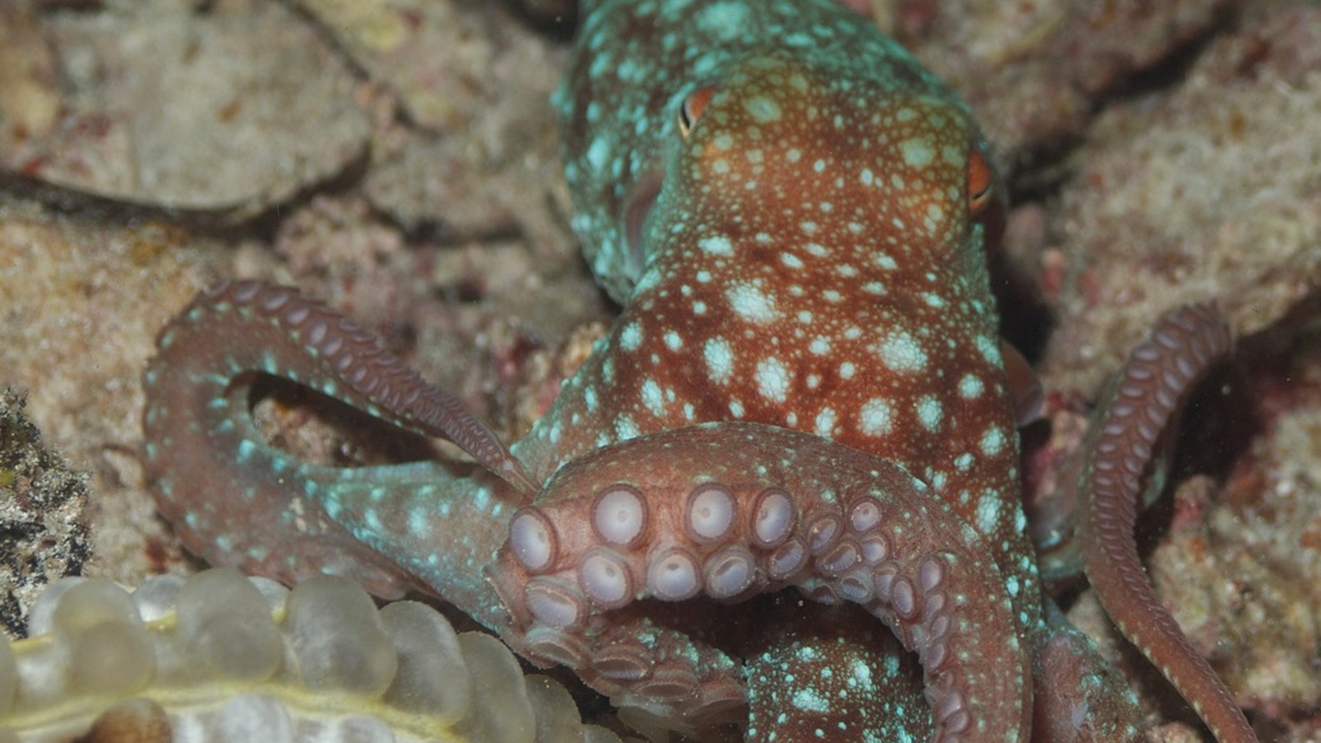 Los pulpos tienen una particular forma de nadar y arrastrarse