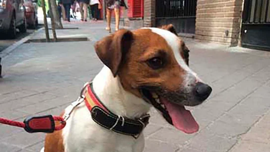 Pecas, el perro de Esperanza Aguirre Pecas, el perro de Esperanza Aguirre