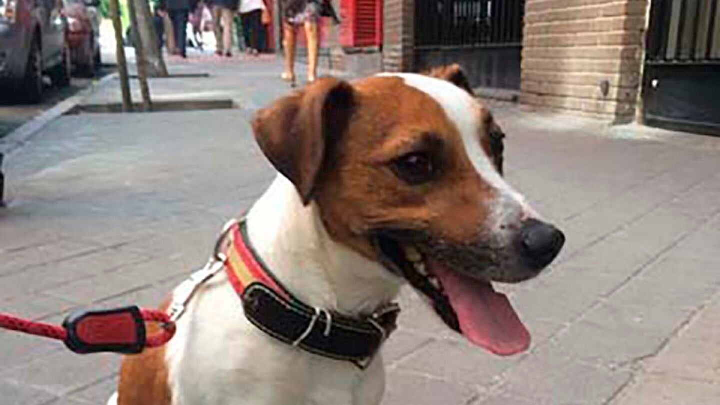 Pecas, el perro de Esperanza Aguirre