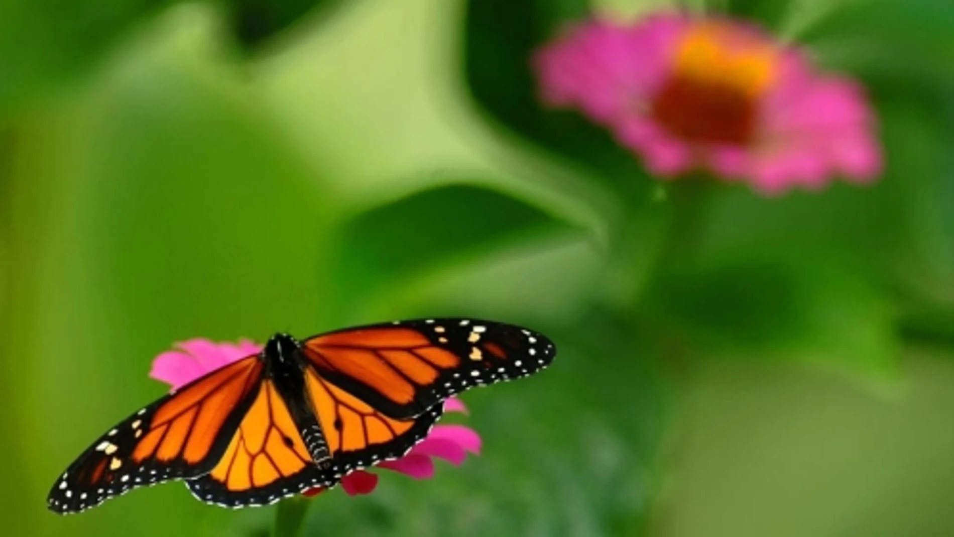 Nace el Primer Plan de Conservación para  4.200 especies de mariposas 
