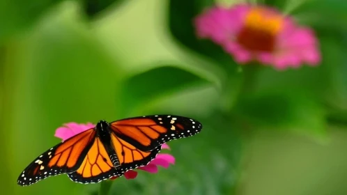 Nace el Primer Plan de Conservación para 4.200 especies de mariposas 