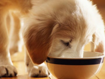 Imagen de archivo de un perro comiendo Imagen de archivo de un perro comiendo