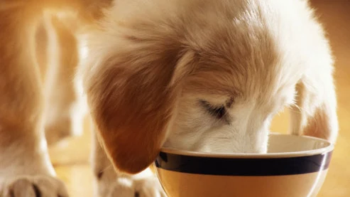 Imagen de archivo de un perro comiendo