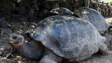 Ejemplares de tortugas gigantes