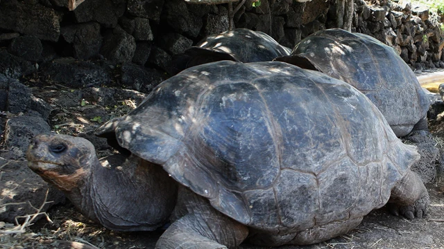 Ejemplares de tortugas gigantes