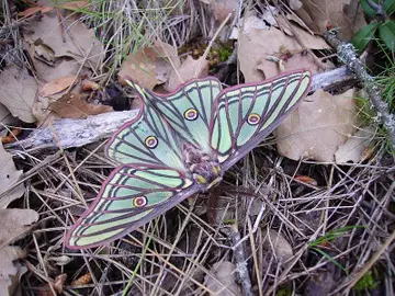 Actias isabellae Actias isabellae