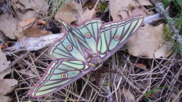 Actias isabellae