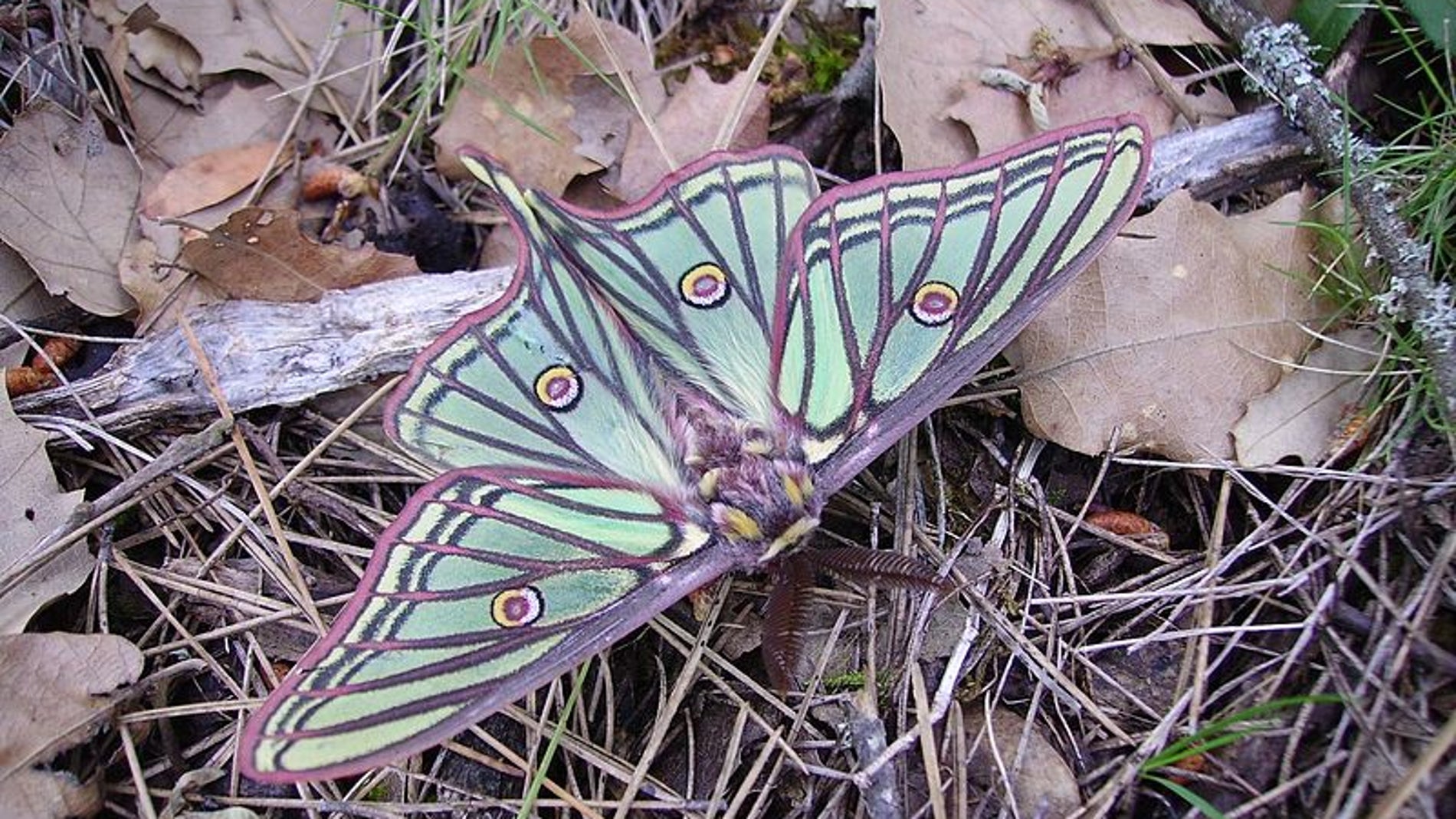 Actias isabellae