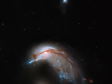 Pingüino celestial Pingüino celestial