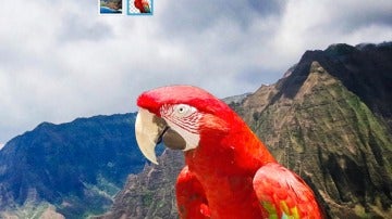 La fotografía móvil también puede ser profesional