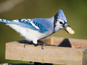 ¿Que el tamaño no importa? Que les pregunten a los pájaros por sus cacahuetes ¿Que el tamaño no importa? Que les pregunten a los pájaros por sus cacahuetes
