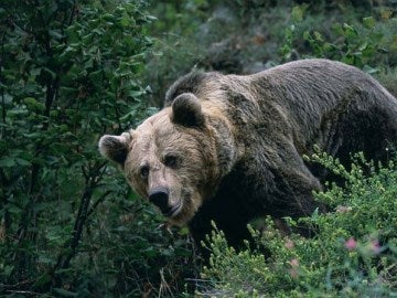 Oso pardo en la naturaleza Oso pardo en la naturaleza
