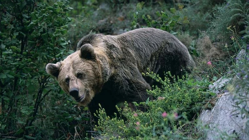 Oso pardo en la naturaleza