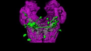 SOG Neurons