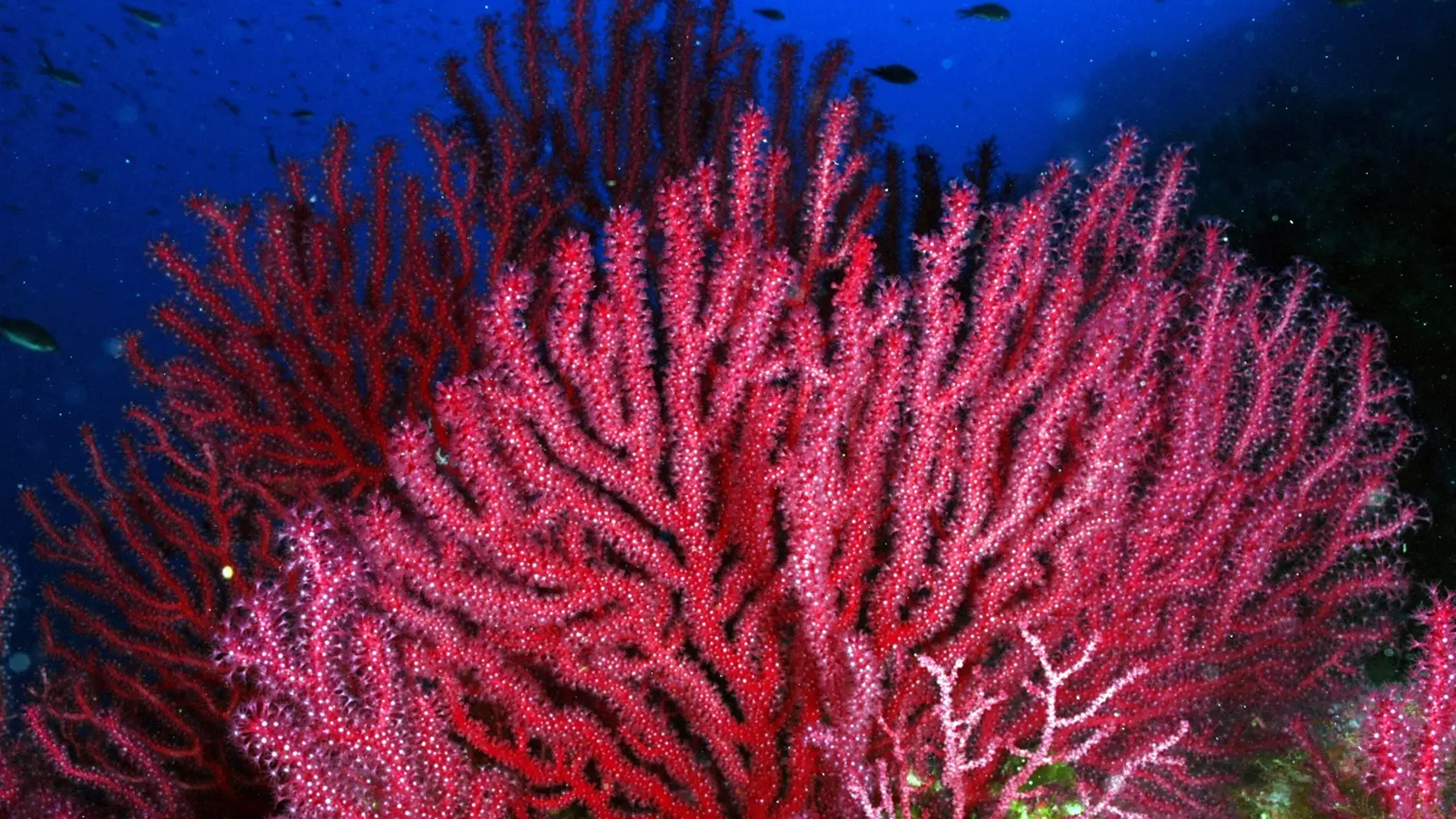 Gorgonias en el Mediterráneo