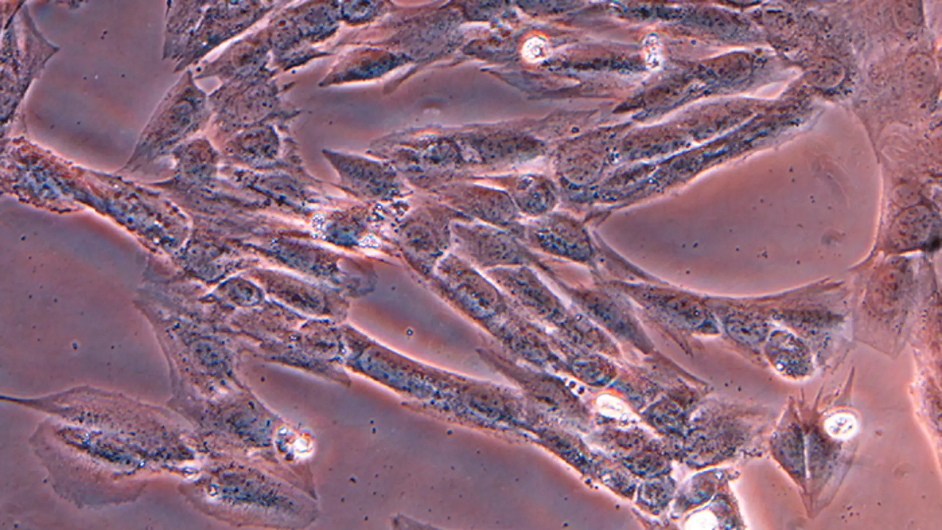 Imágenes microscópicas de células del mú