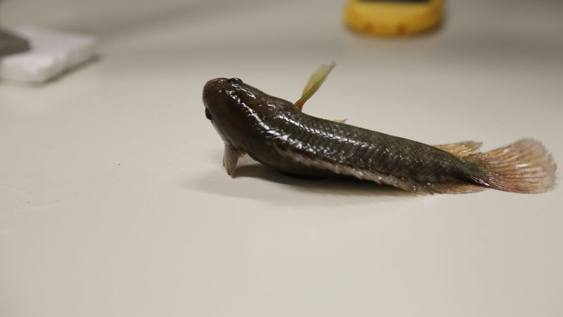 La perca trepadora en el laboratorio