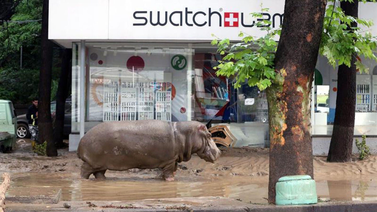 Animales merodeando por la ciudad