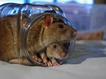 Las ratas ayudan a sus compañeros en apuros Las ratas ayudan a sus compañeros en apuros