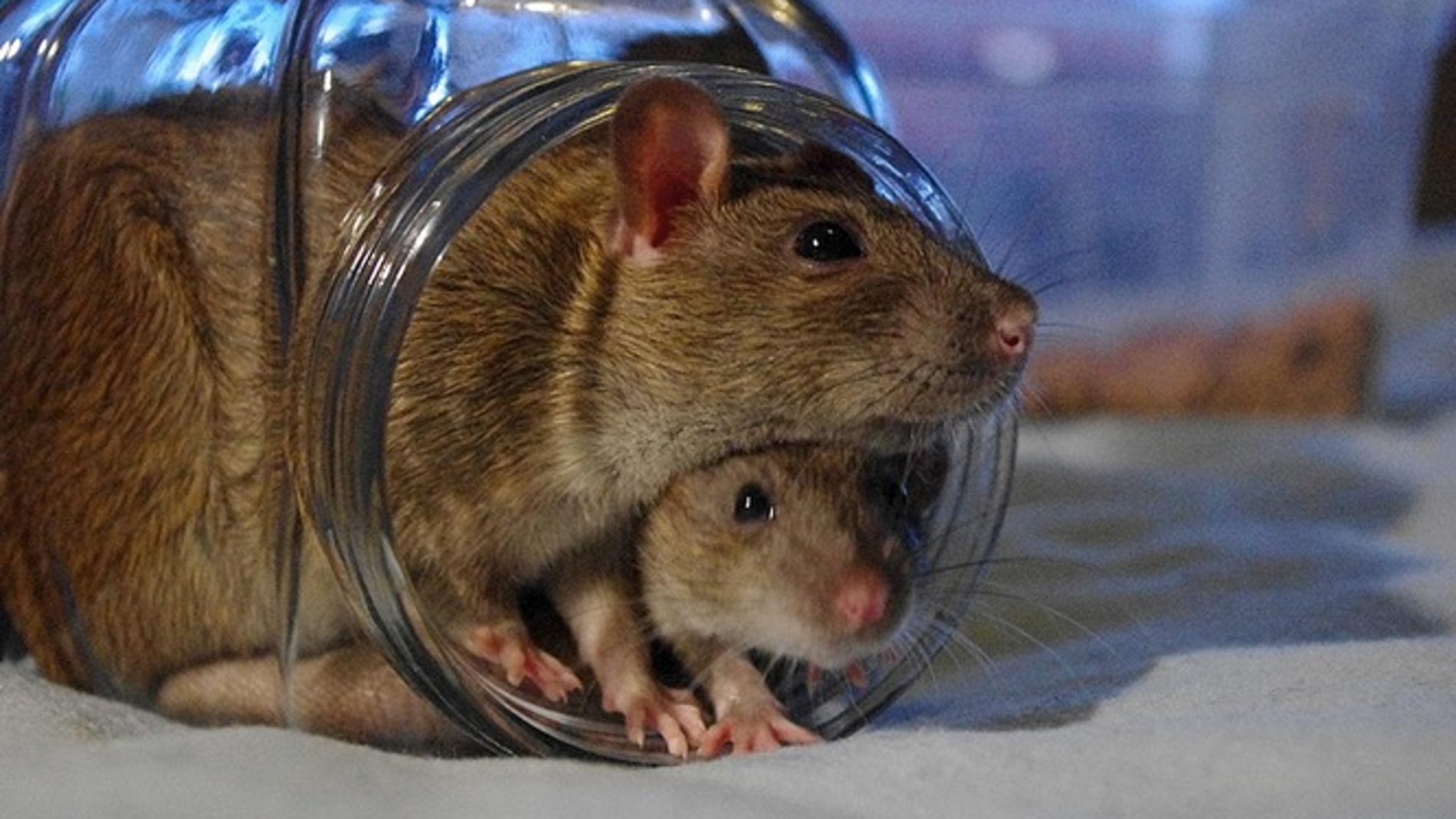 Las ratas ayudan a sus compañeros en apuros