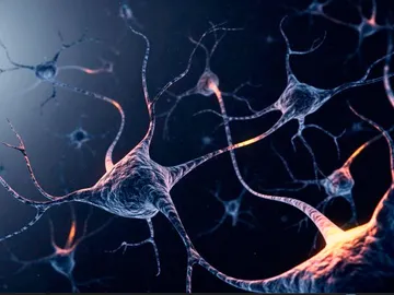 Descubren dónde se encuentra el velocímetro del cerebro Descubren dónde se encuentra el velocímetro del cerebro