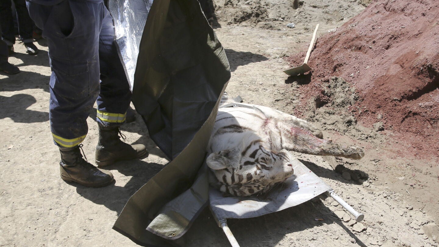 Vista del levantamiento del cuerpo sin vida del tigre albino en Georgia