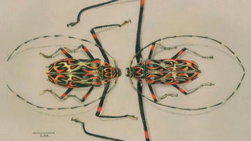 ACROCINUS LONGIMANUS MALE AND FEMALE