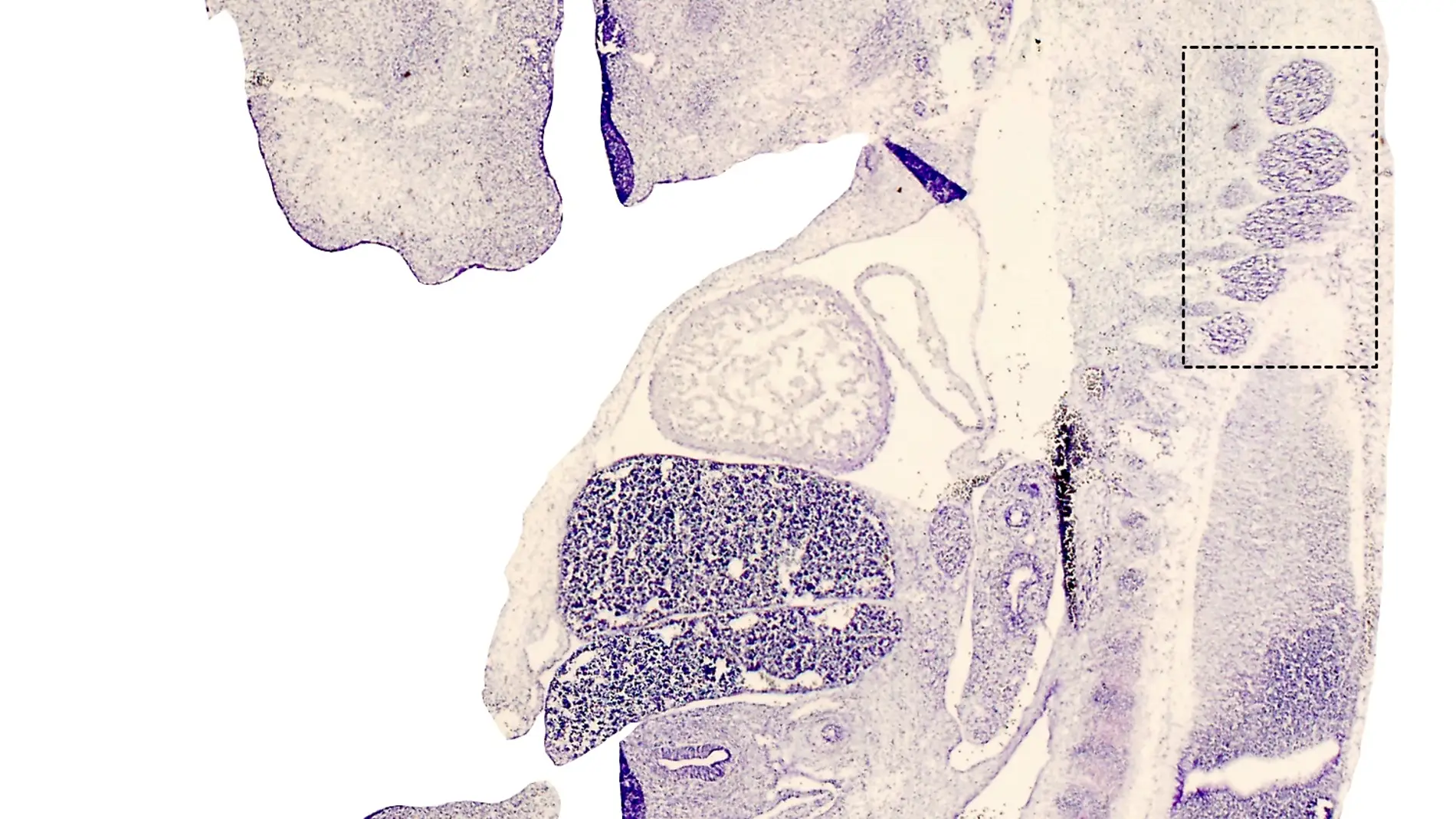 Existen dos tipos de receptores de neuro