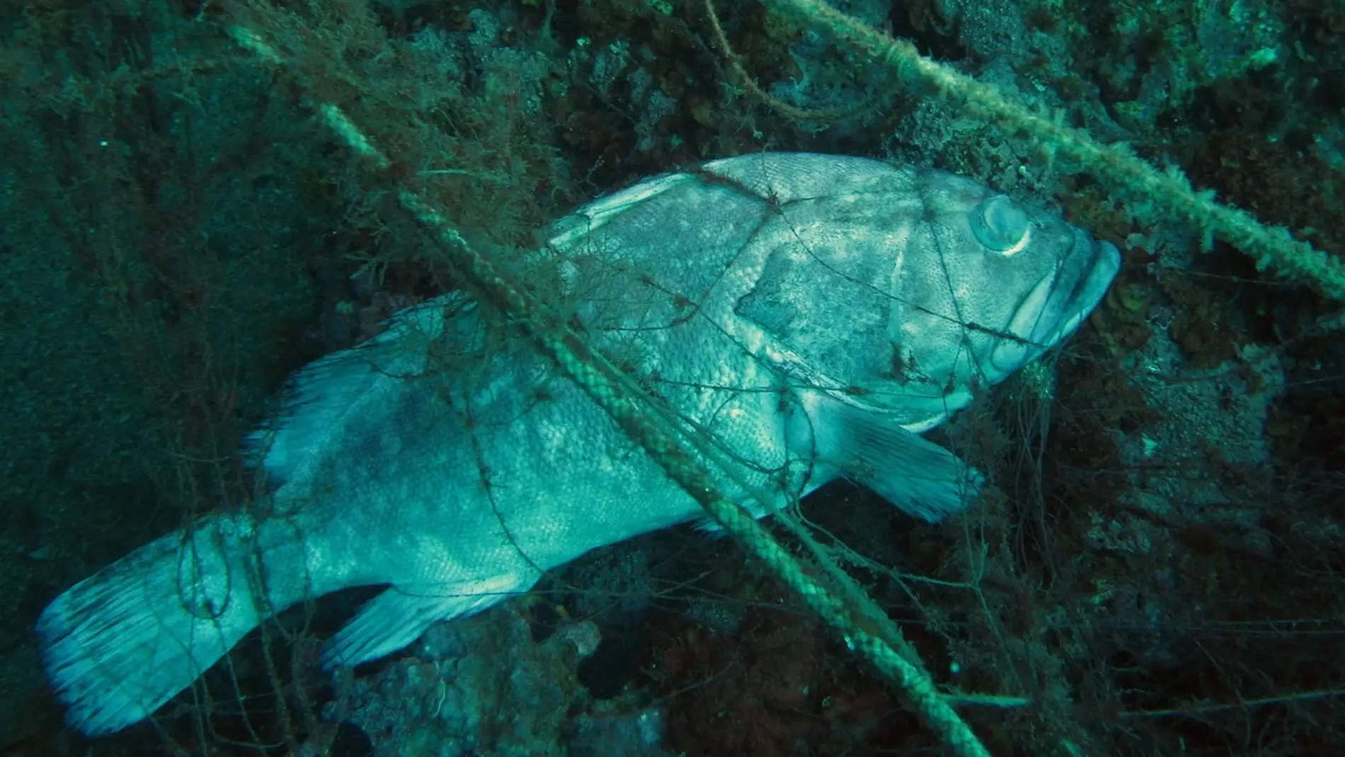 Las artes de pesca enrocadas en los fond