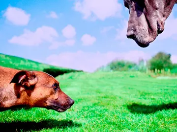 Cariño, ¡he agrandado al perro! Cariño, ¡he agrandado al perro!