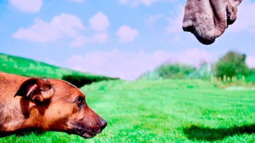 Cariño, ¡he agrandado al perro!