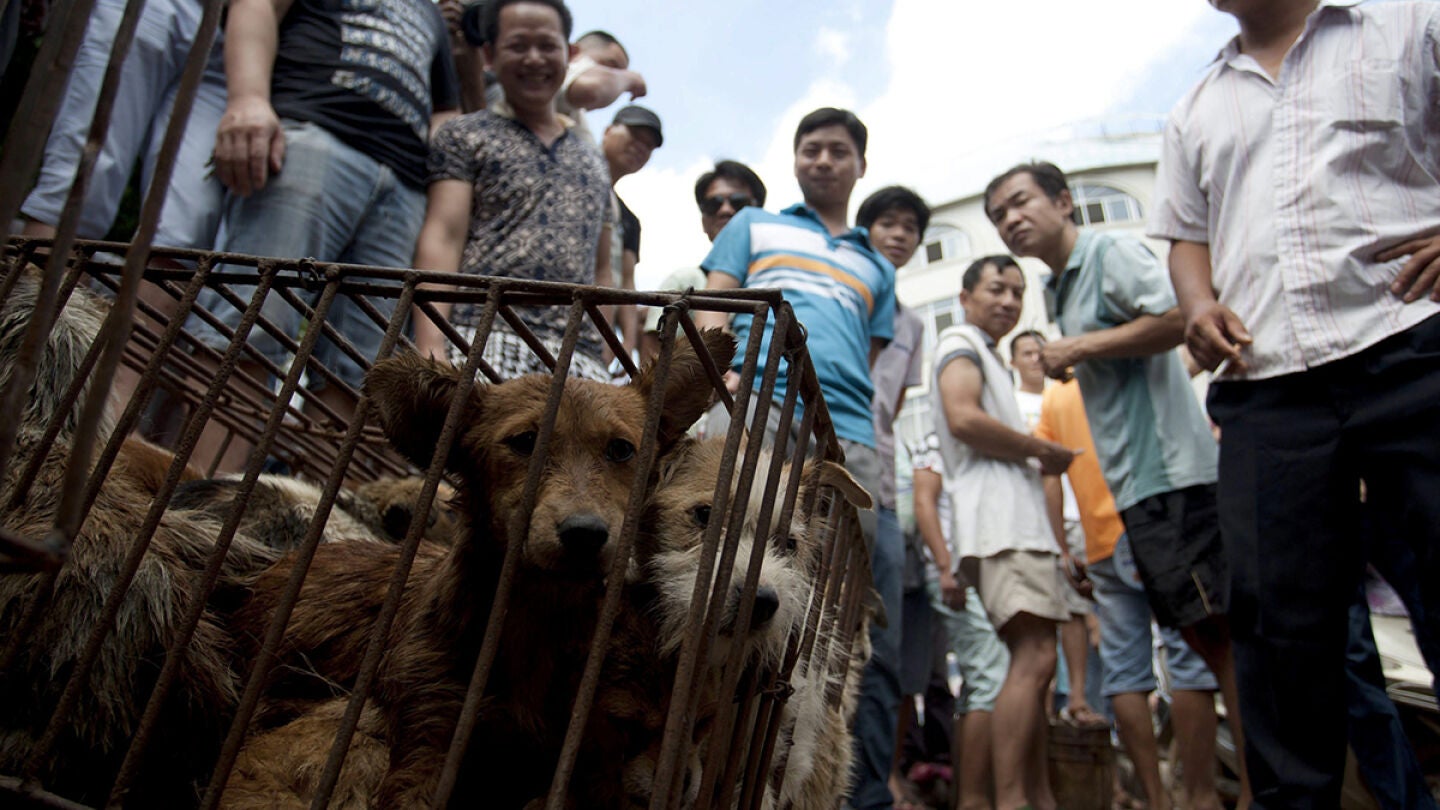 Jaula llena de perros listos para ser vendidos