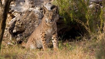 Un lince ibérico
