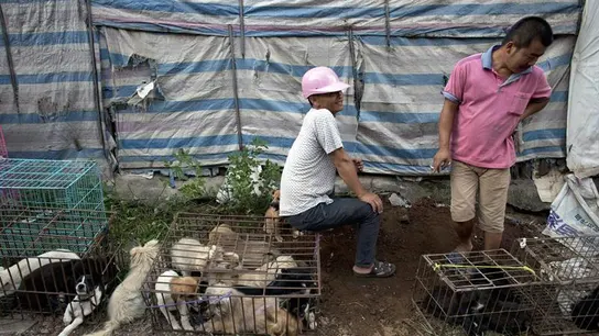 Perros en una jaula esperando a ser sacrificados Perros en una jaula esperando a ser sacrificados