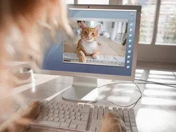 Las ventajas de ver vídeos de gatitos: positivismo y felicidad Las ventajas de ver vídeos de gatitos: positivismo y felicidad