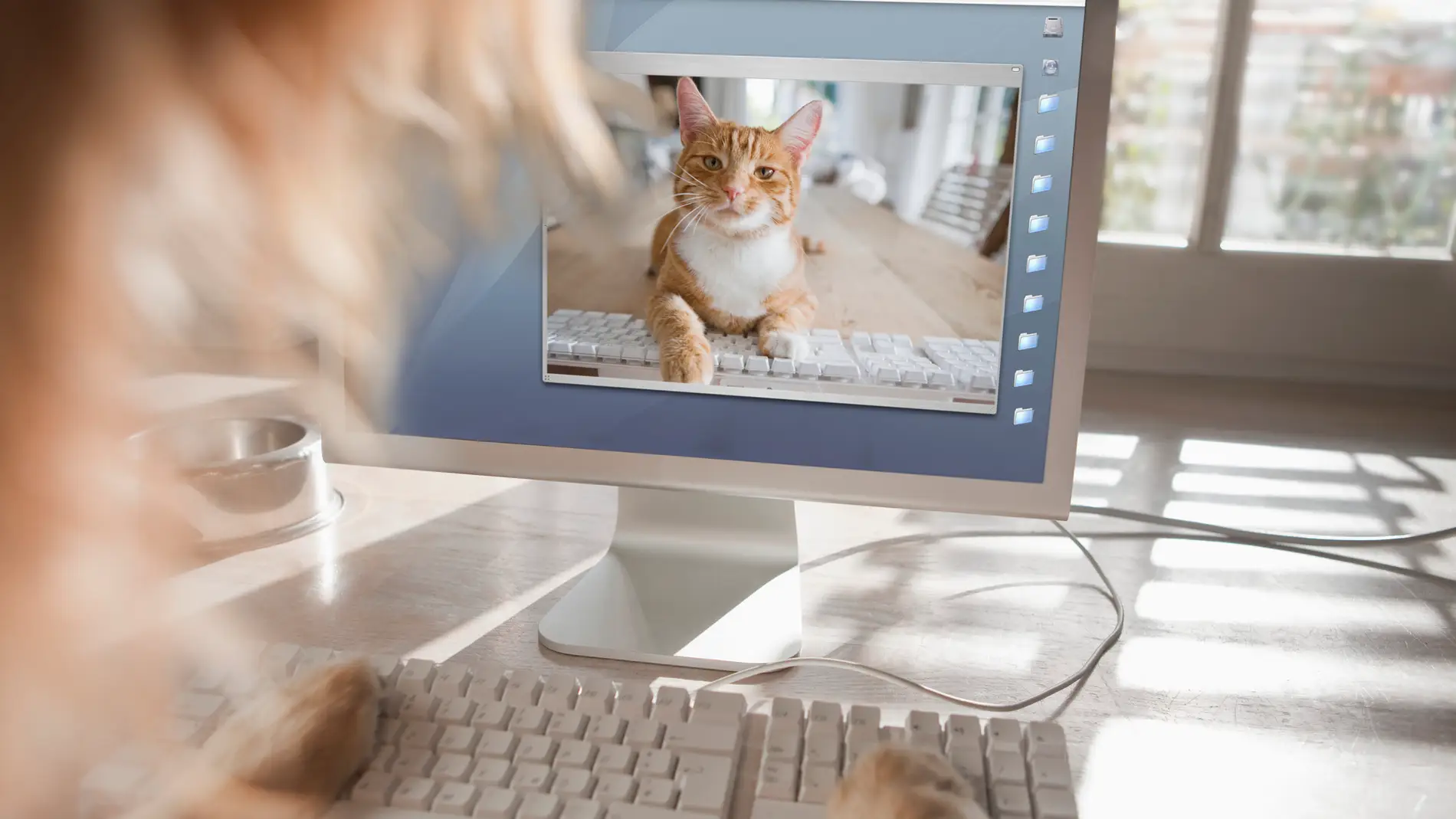 Las ventajas de ver vídeos de gatitos: positivismo y felicidad