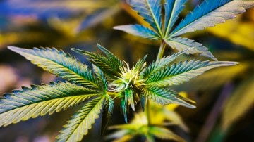 ¿Legalizar la marihuana hace que los adolescentes fumen más?