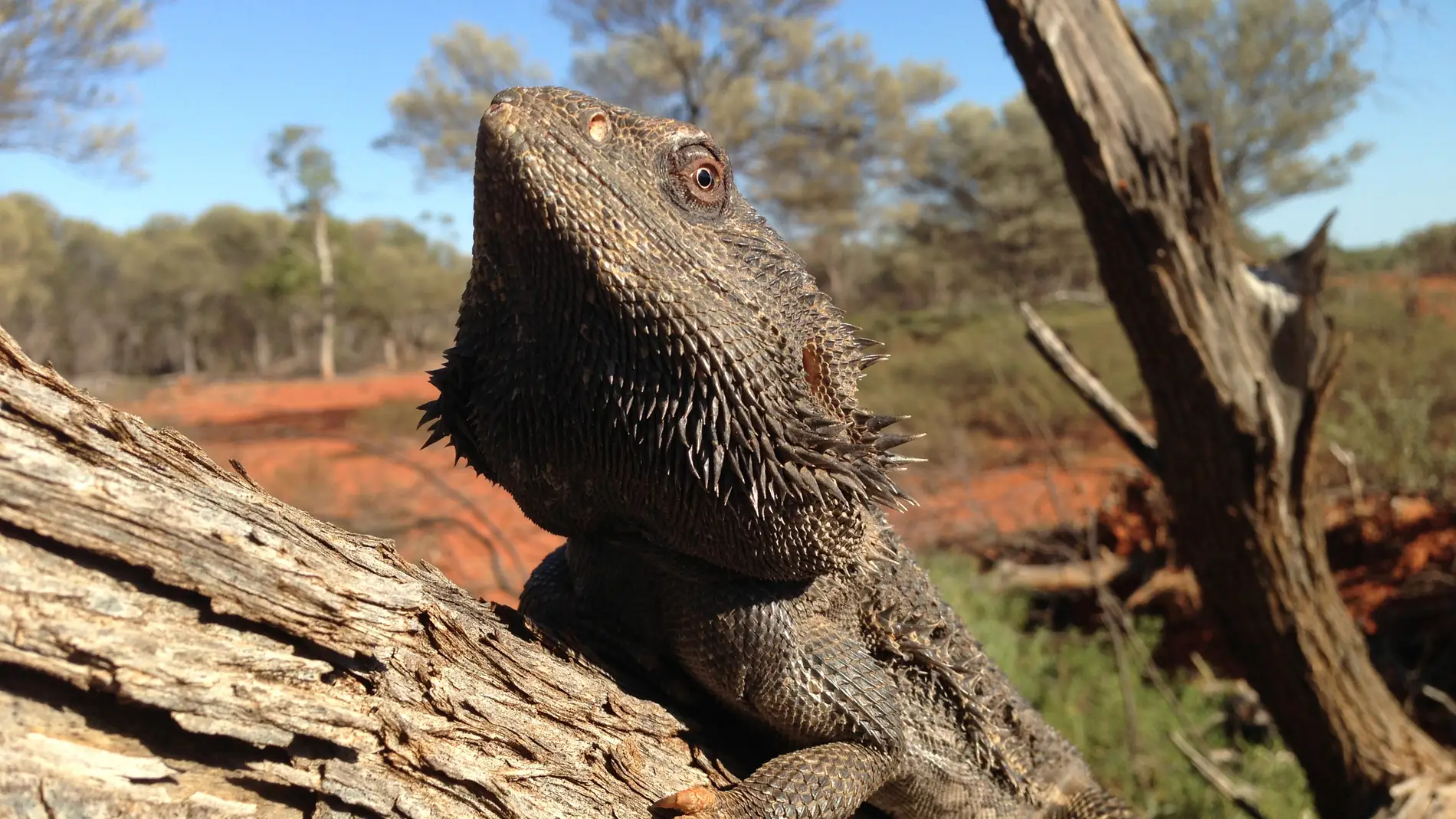 Dragón barbudo