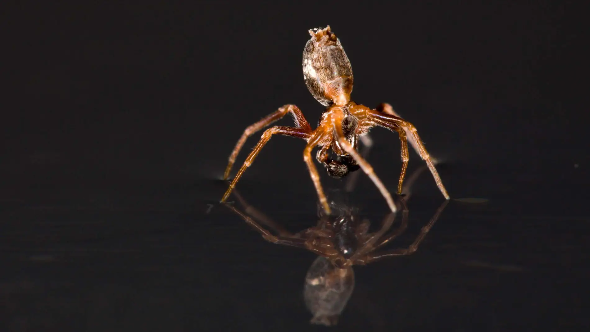 Una araña en el agua