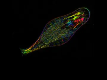 Rotífera bdelloidea Rotífera bdelloidea