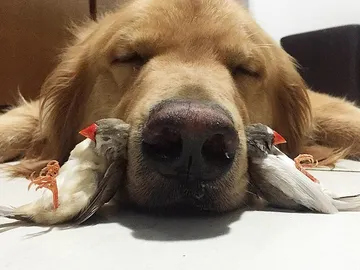 La relación de amistad entre un perro, ocho pájaros y un hámster conquista a las redes sociales La relación de amistad entre un perro, ocho pájaros y un hámster conquista a las redes sociales