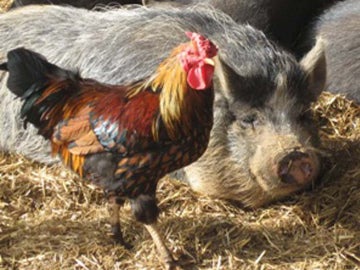 Estudian a cerdos y pollos ante los terremotos