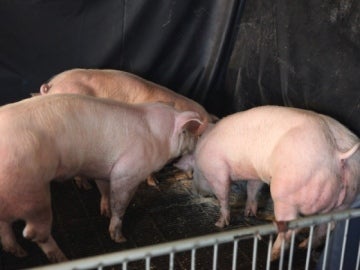 Desarrollan cerdos supermusculosos gracias a pequeñas alteraciones genéticas 