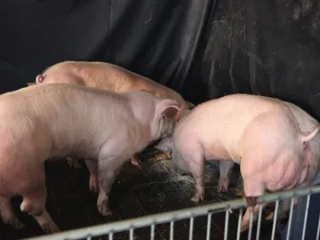 Desarrollan cerdos supermusculosos gracias a pequeñas alteraciones genéticas Desarrollan cerdos supermusculosos gracias a pequeñas alteraciones genéticas