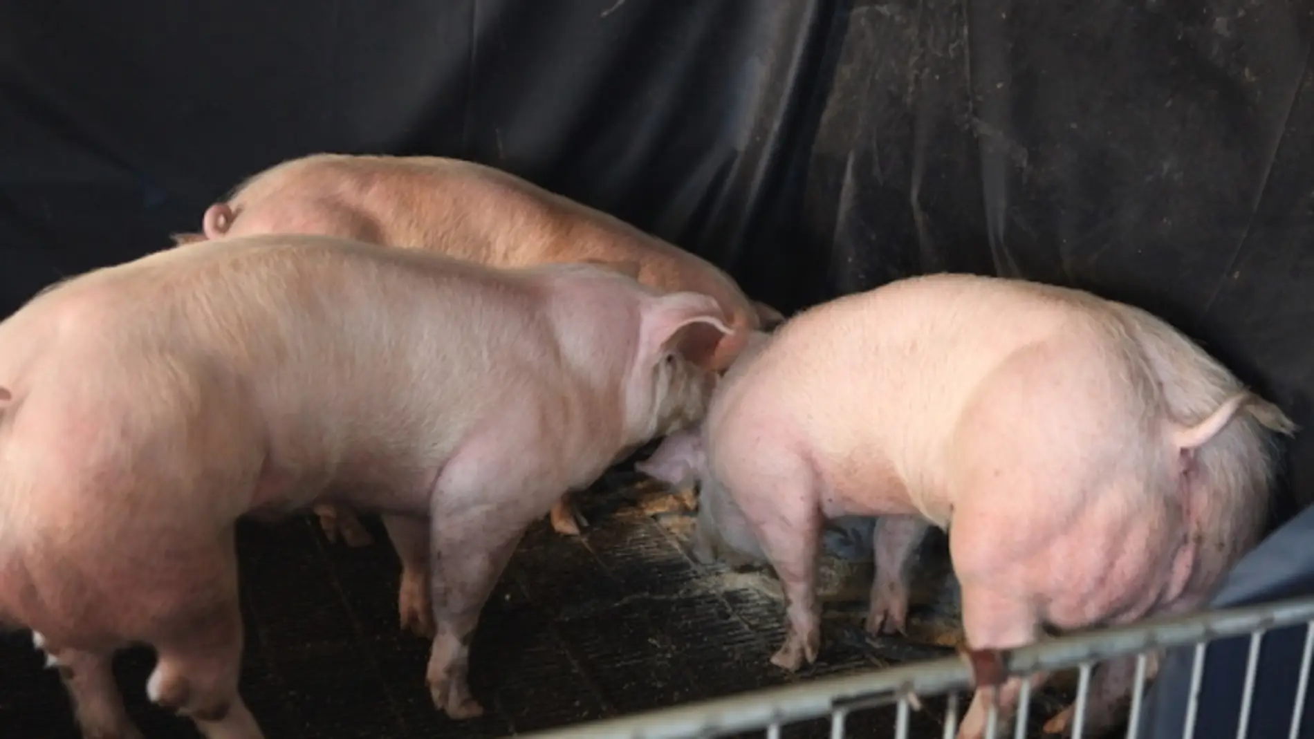 Desarrollan cerdos supermusculosos gracias a pequeñas alteraciones genéticas 
