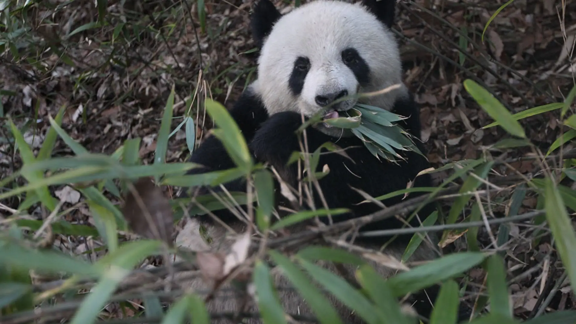 Oso panda