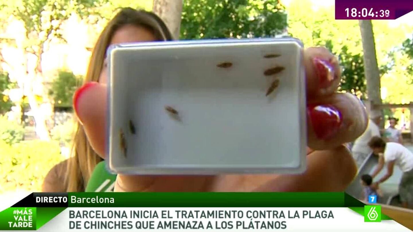 Una plaga de chinche americana acecha Barcelona por culpa de los pl&aacute;tanos de sombra