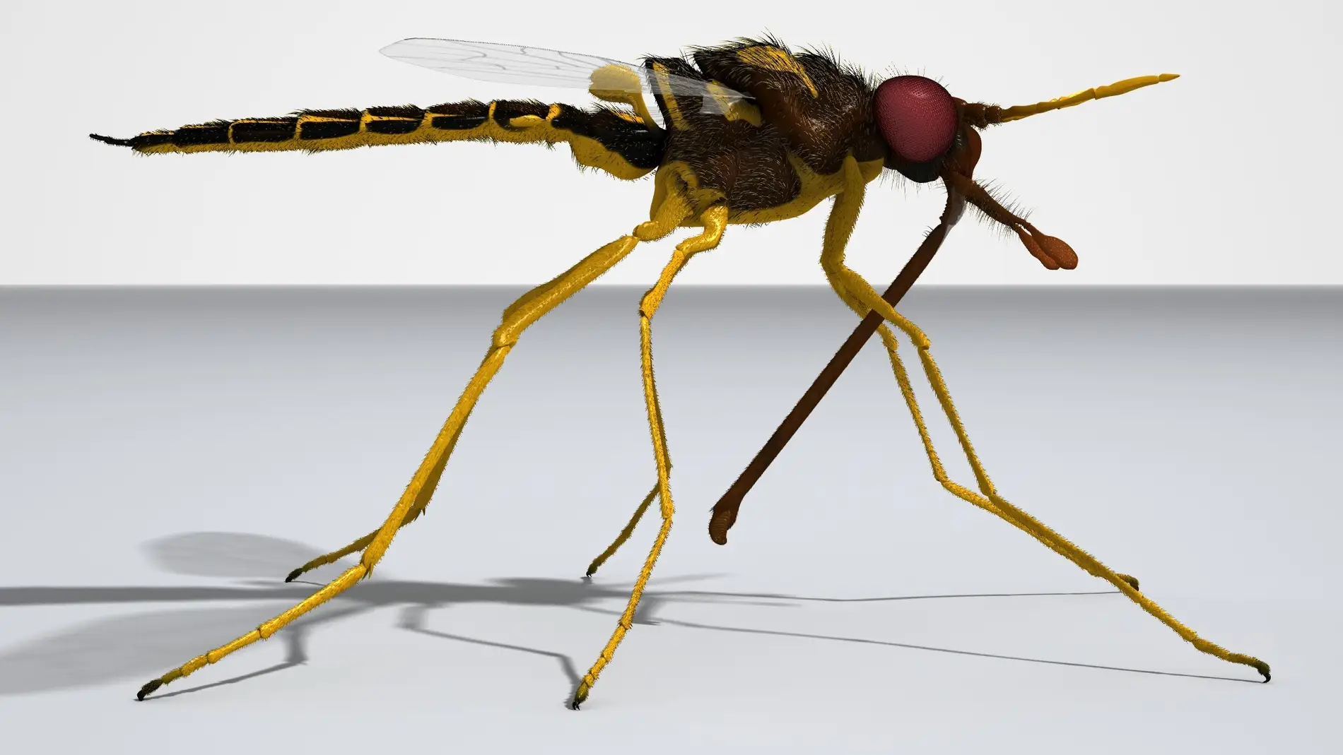 Reconstrucción de una de las especies de
